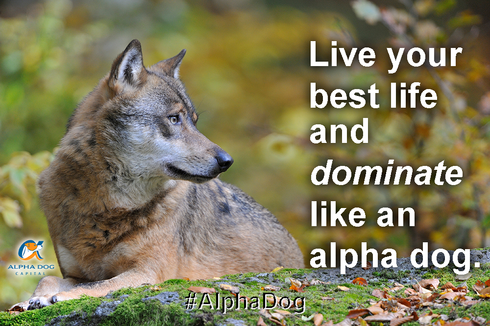 Alpha Dog quote, "Live your best live and dominate like an alpha dog." #alphadog