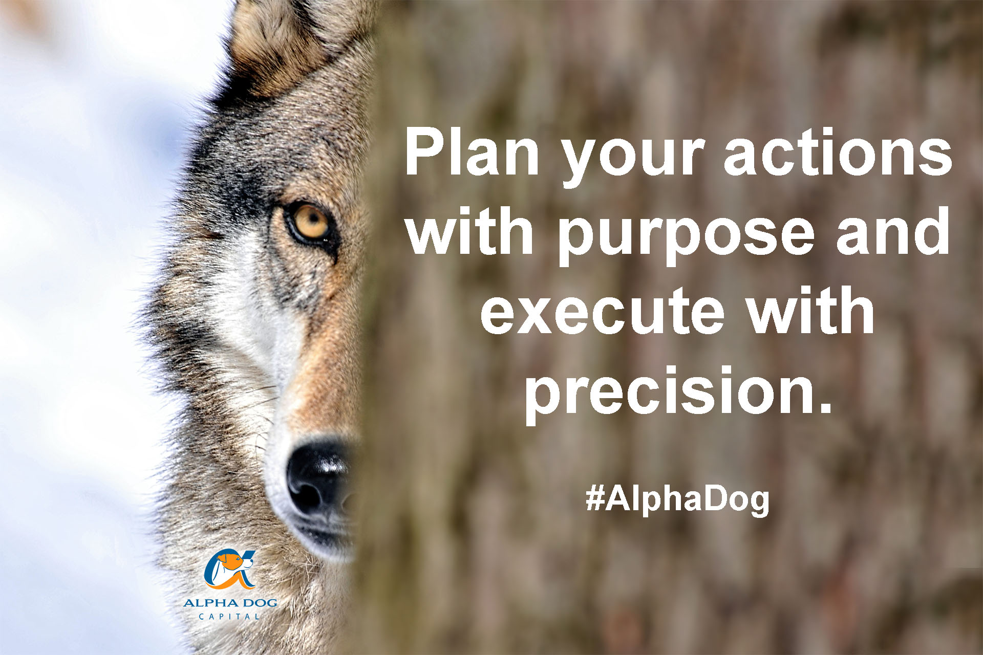 Alpha Dog Strategic Thinking Planning